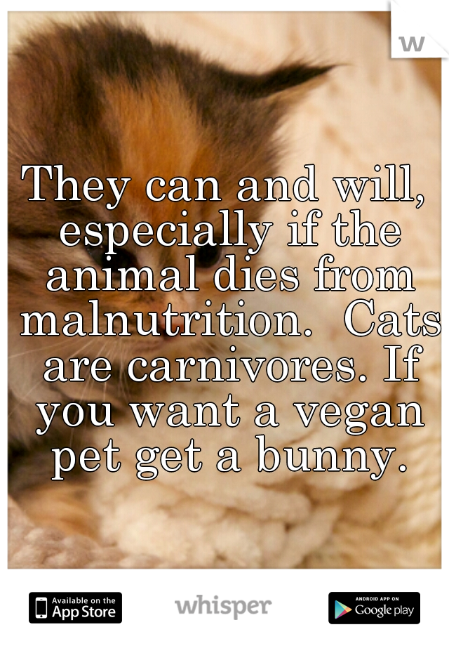 They can and will, especially if the animal dies from malnutrition.  Cats are carnivores. If you want a vegan pet get a bunny.