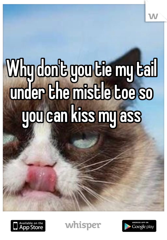 Why don't you tie my tail under the mistle toe so you can kiss my ass