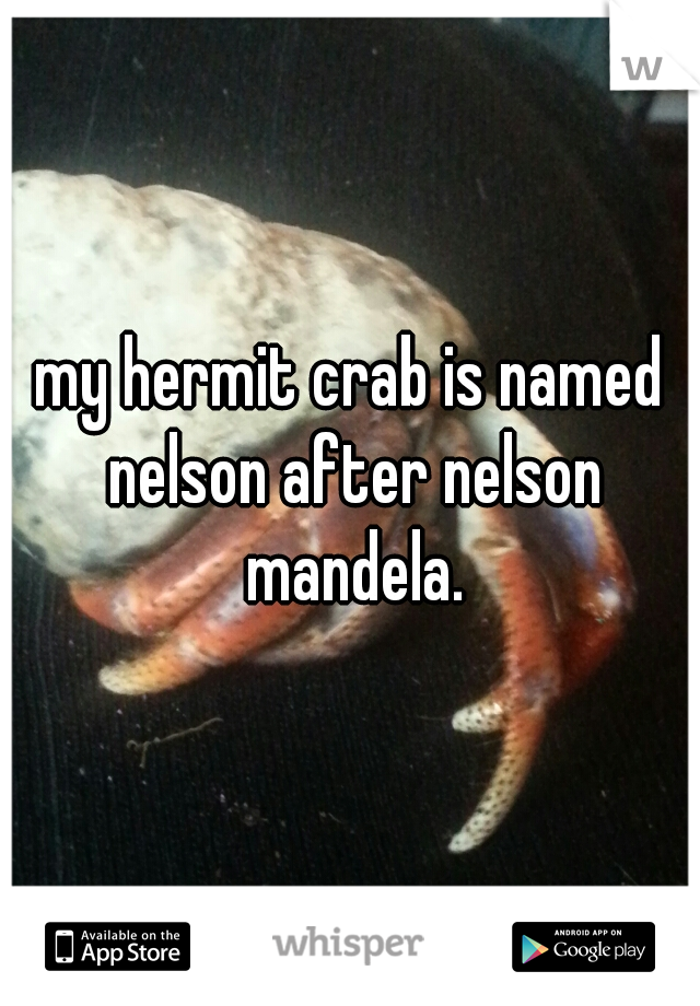 my hermit crab is named nelson after nelson mandela.