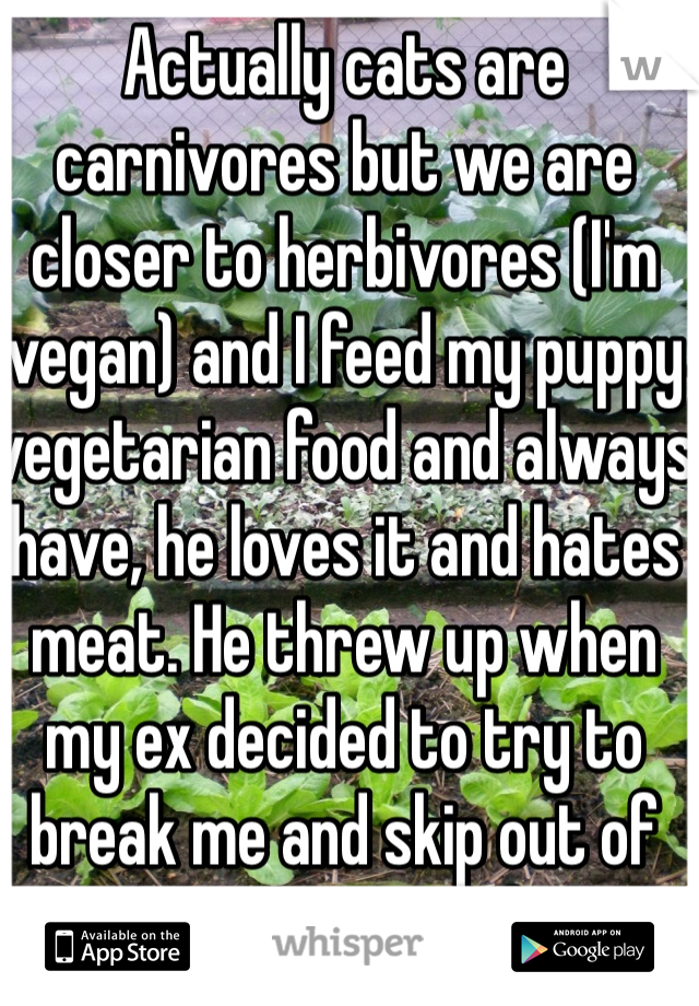 Actually cats are carnivores but we are closer to herbivores (I'm vegan) and I feed my puppy vegetarian food and always have, he loves it and hates meat. He threw up when my ex decided to try to break me and skip out of being vegetarian and vegan. Sue me you arrogant motherfucker.
