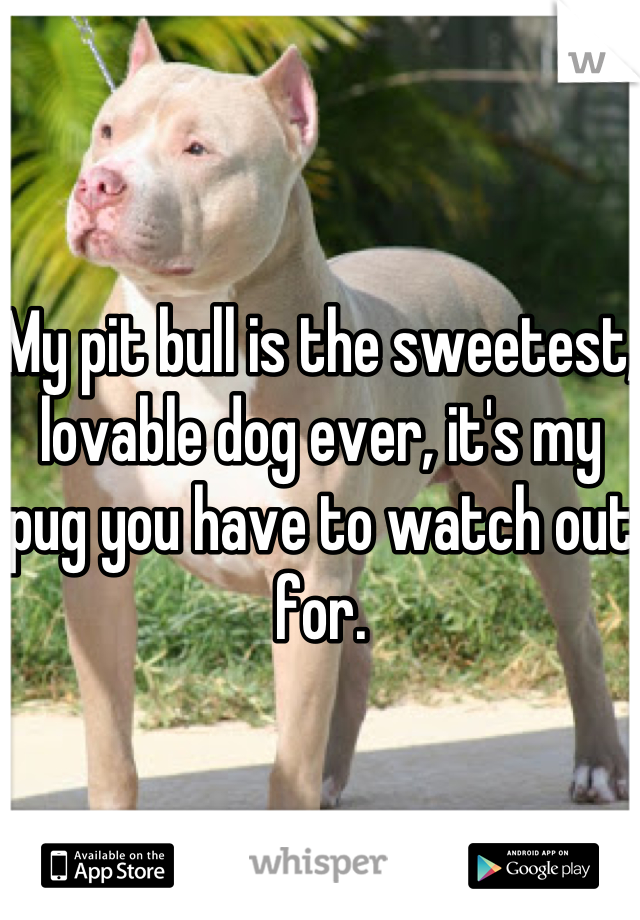 My pit bull is the sweetest, lovable dog ever, it's my pug you have to watch out for.