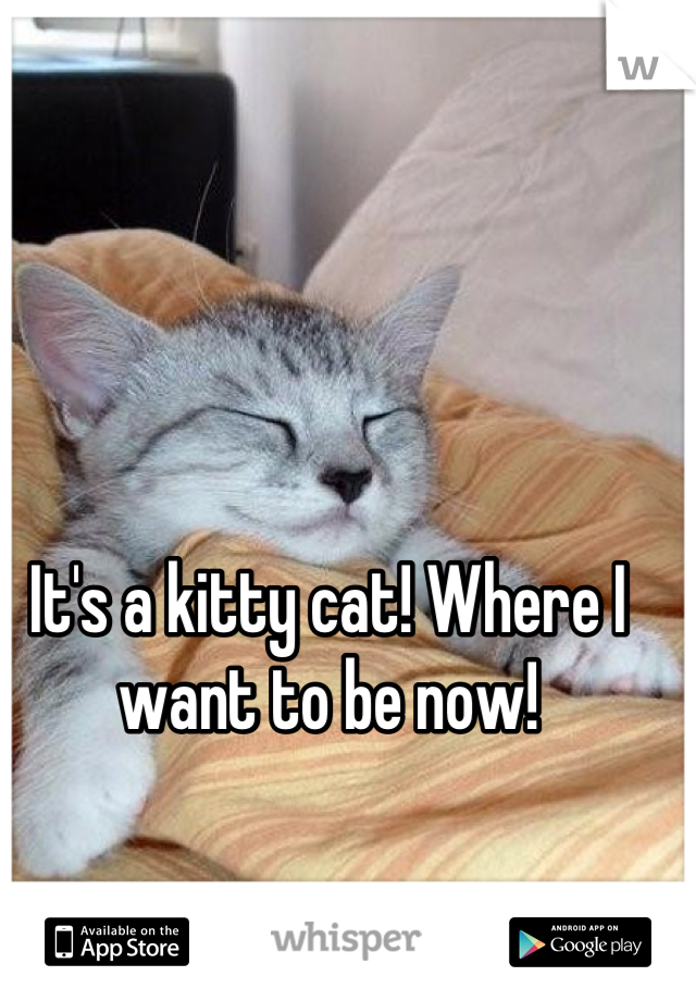 It's a kitty cat! Where I want to be now!