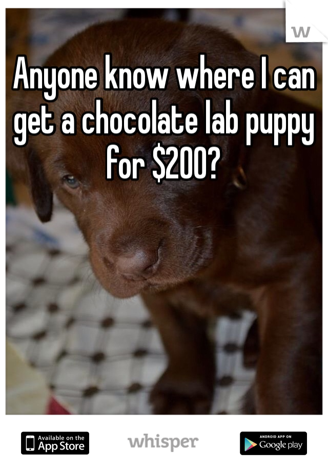 Anyone know where I can get a chocolate lab puppy for $200? 
