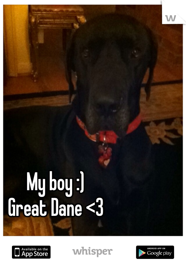 My boy :)
Great Dane <3