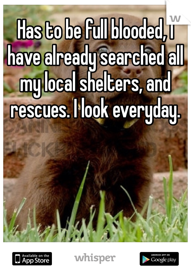 Has to be full blooded, I have already searched all my local shelters, and rescues. I look everyday. 