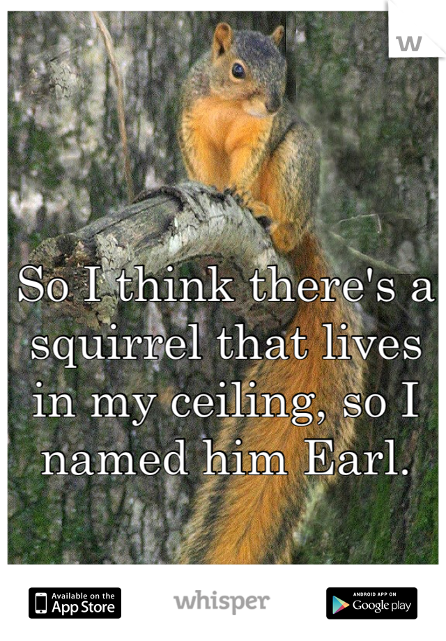So I think there's a squirrel that lives in my ceiling, so I named him Earl.