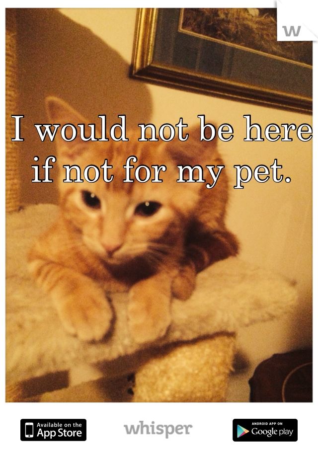 I would not be here if not for my pet.