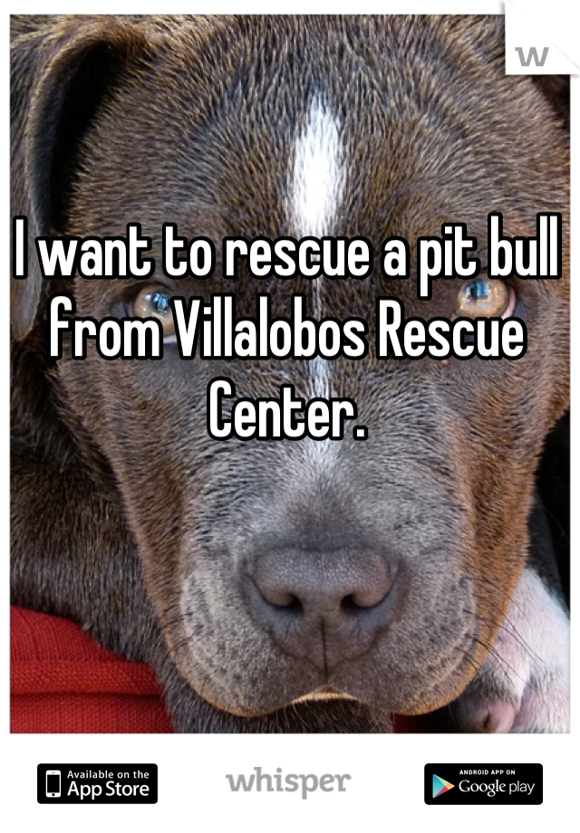 I want to rescue a pit bull from Villalobos Rescue Center.