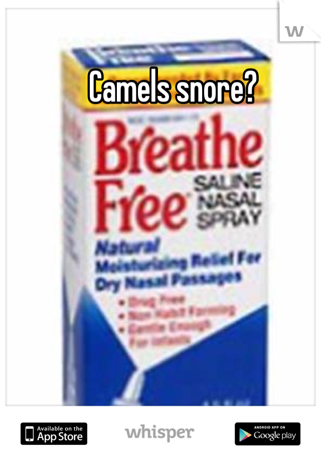 Camels snore?