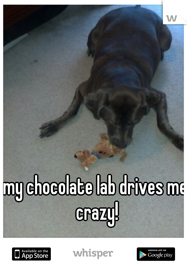 my chocolate lab drives me crazy!