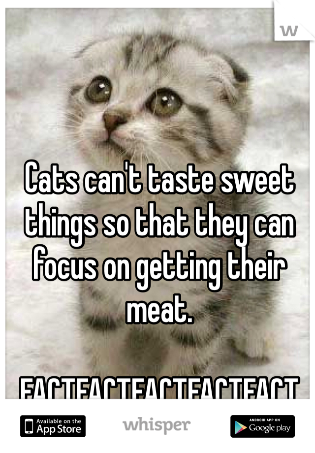 Cats can't taste sweet things so that they can focus on getting their meat. 

FACTFACTFACTFACTFACT