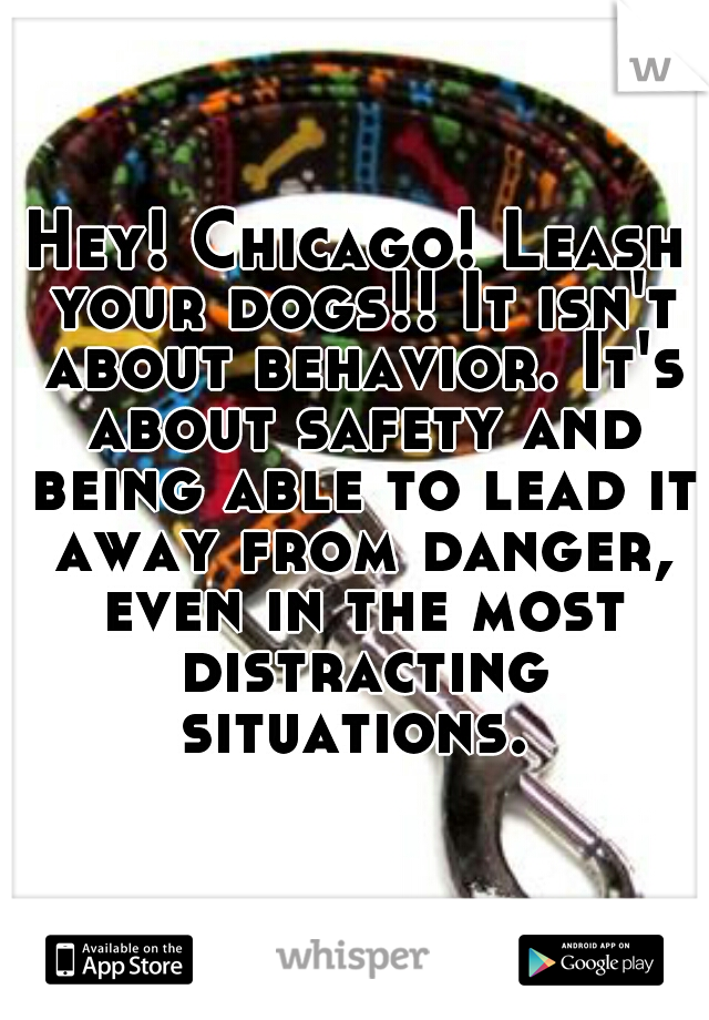 Hey! Chicago! Leash your dogs!! It isn't about behavior. It's about safety and being able to lead it away from danger, even in the most distracting situations. 