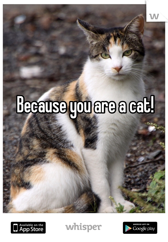 Because you are a cat!