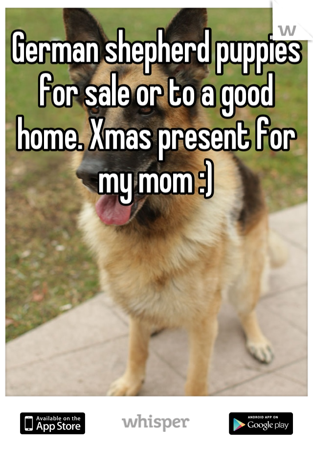 German shepherd puppies for sale or to a good home. Xmas present for my mom :)
