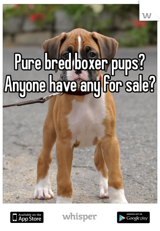 Pure bred boxer pups? 
Anyone have any for sale?