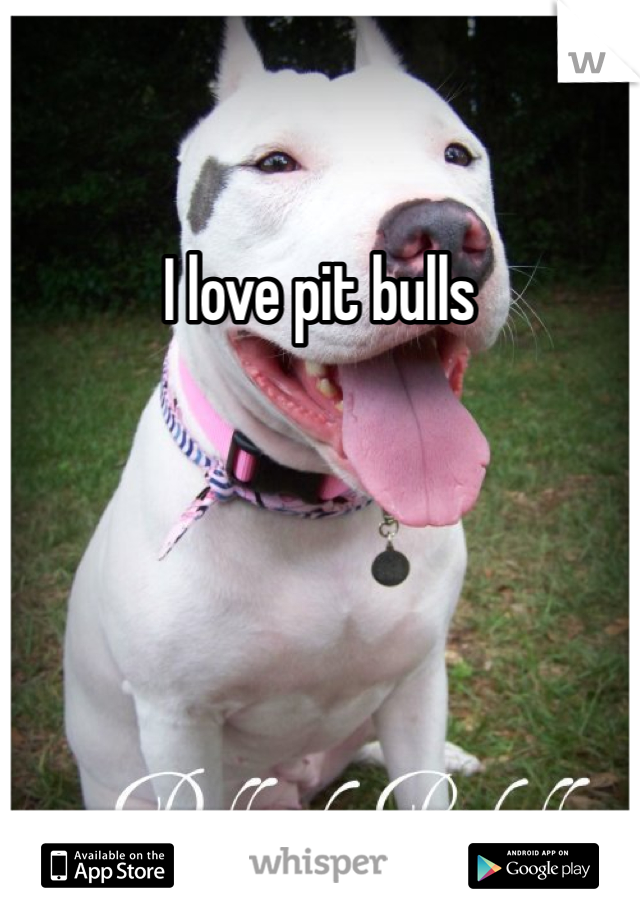 I love pit bulls 
