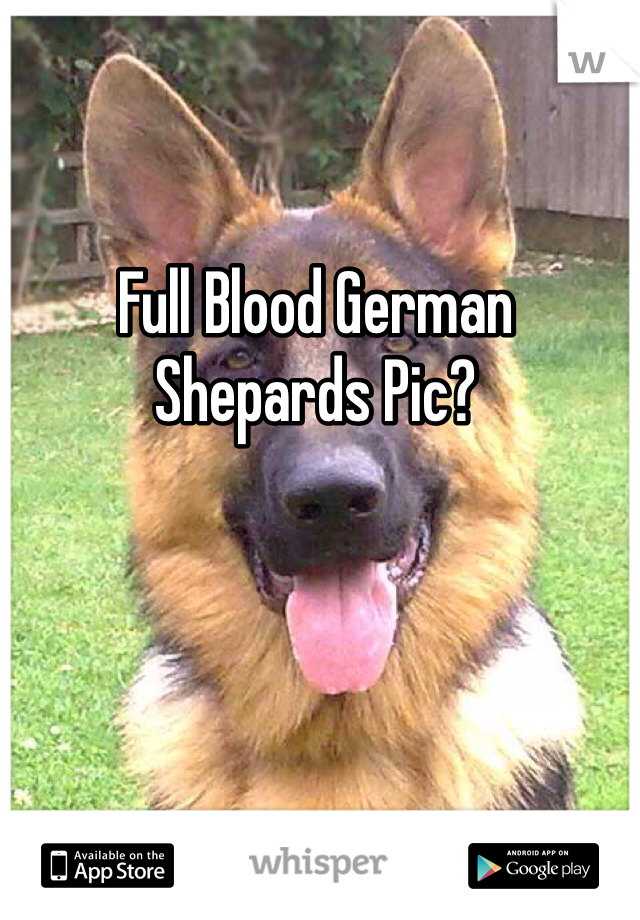 Full Blood German Shepards Pic?