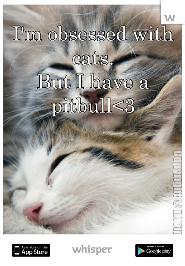 I'm obsessed with cats. 
But I have a pitbull<3
