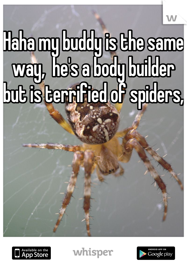 Haha my buddy is the same way,  he's a body builder but is terrified of spiders,  