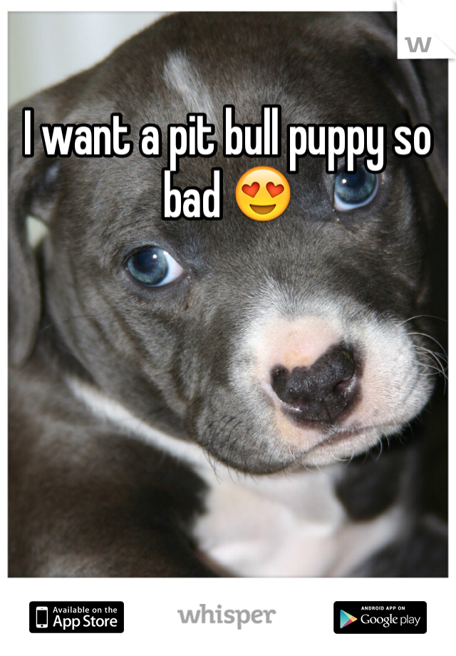 I want a pit bull puppy so bad 😍