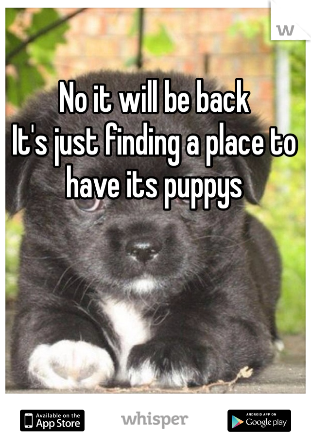No it will be back
It's just finding a place to have its puppys