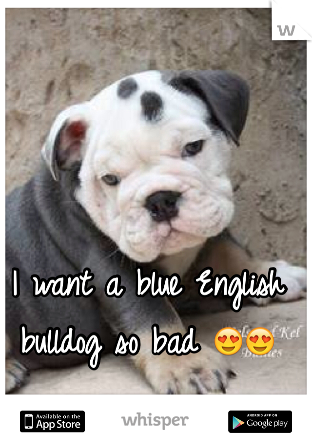 I want a blue English bulldog so bad 😍😍