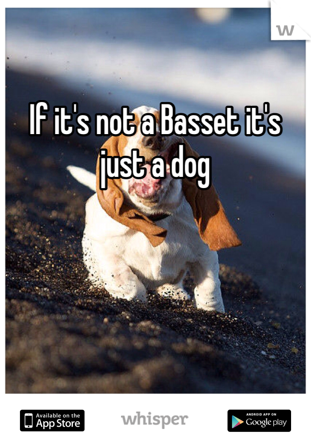 If it's not a Basset it's just a dog 