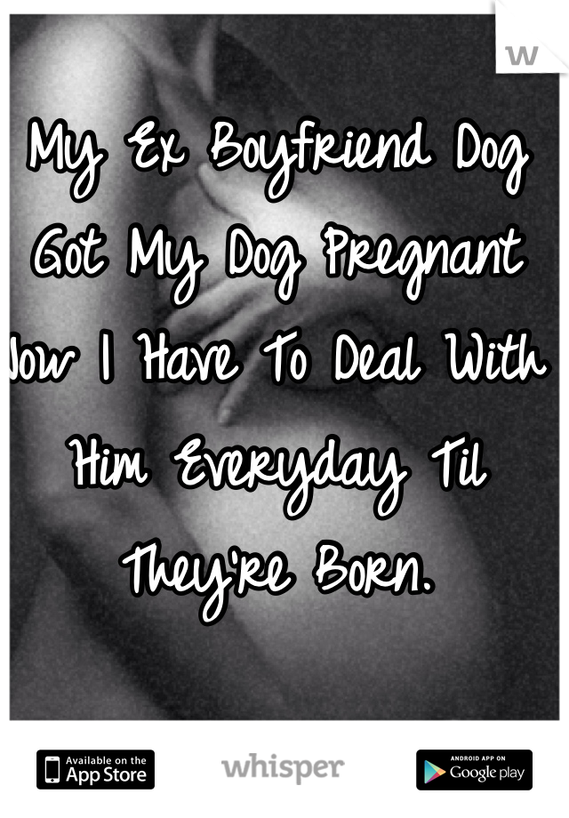 My Ex Boyfriend Dog Got My Dog Pregnant Now I Have To Deal With Him Everyday Til They're Born. 