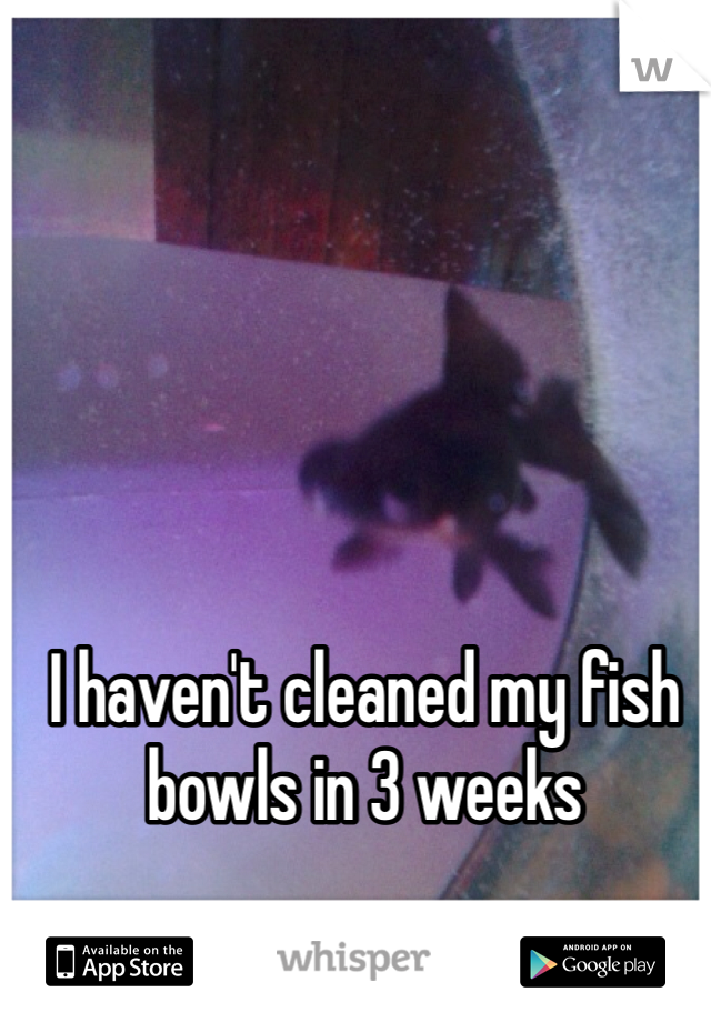 I haven't cleaned my fish bowls in 3 weeks