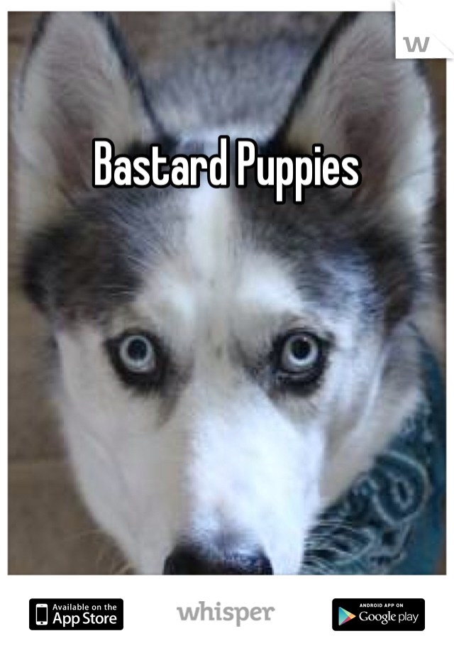 Bastard Puppies