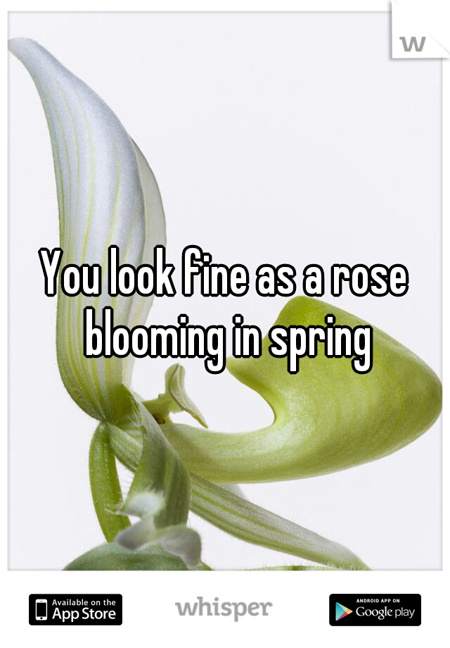You look fine as a rose blooming in spring