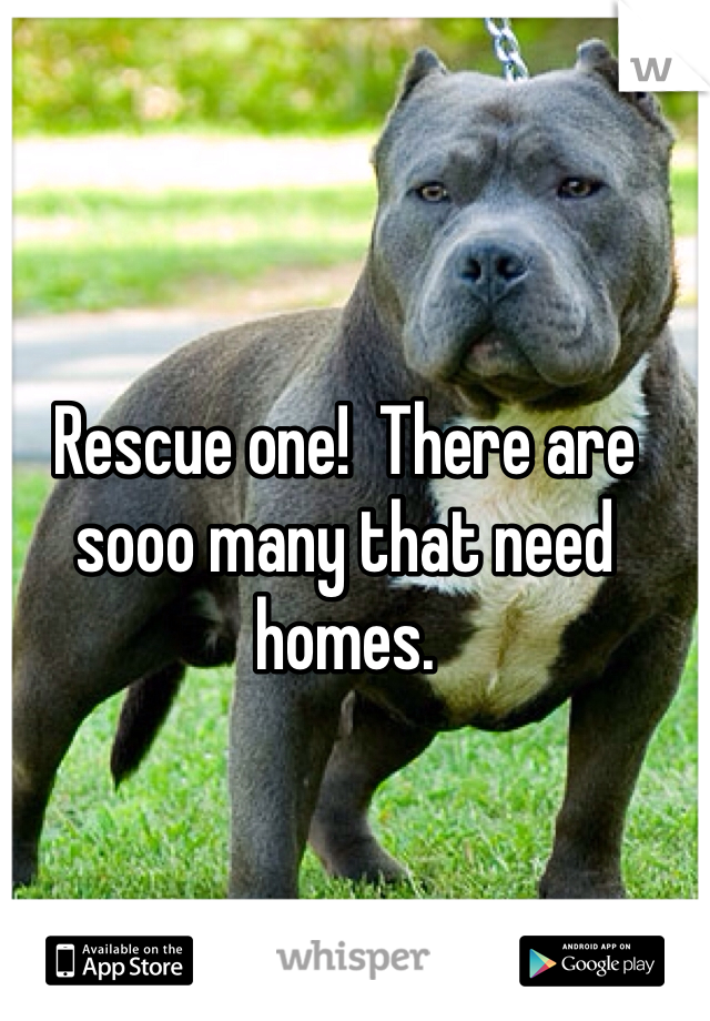 Rescue one!  There are sooo many that need homes. 