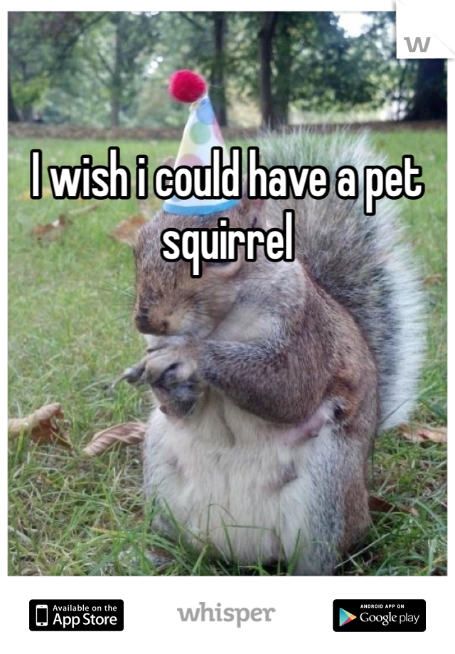 I wish i could have a pet squirrel