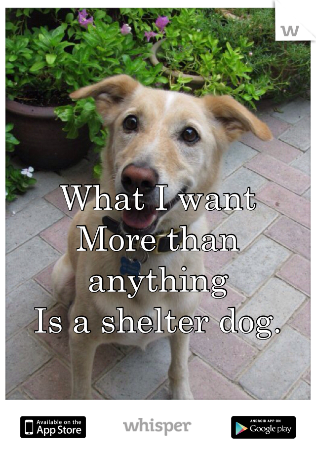 What I want
More than anything
Is a shelter dog.
