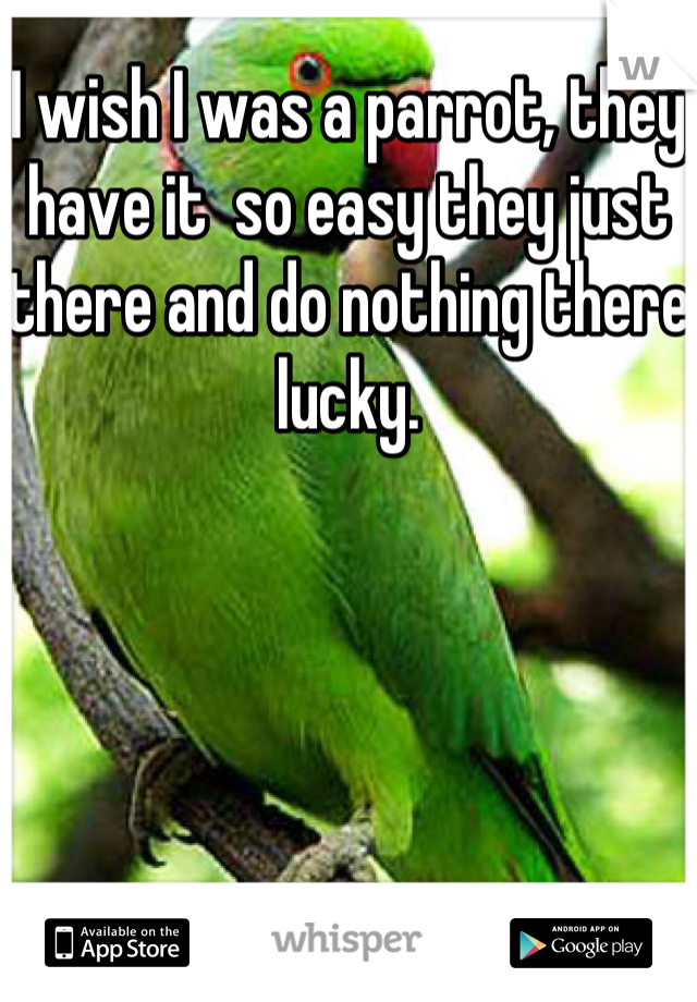 I wish I was a parrot, they have it  so easy they just there and do nothing there lucky.