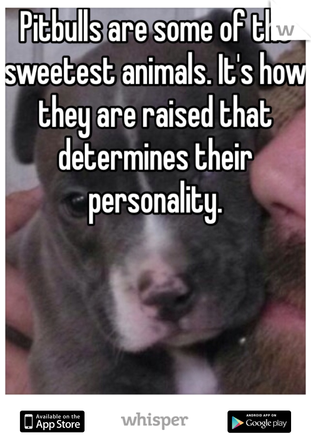 Pitbulls are some of the sweetest animals. It's how they are raised that determines their personality. 
