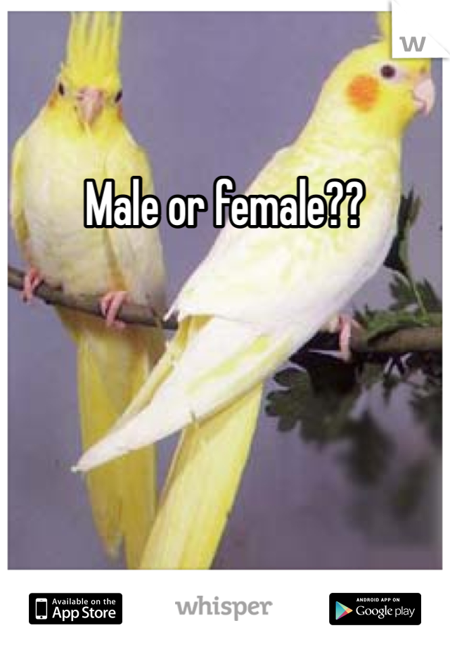 Male or female??