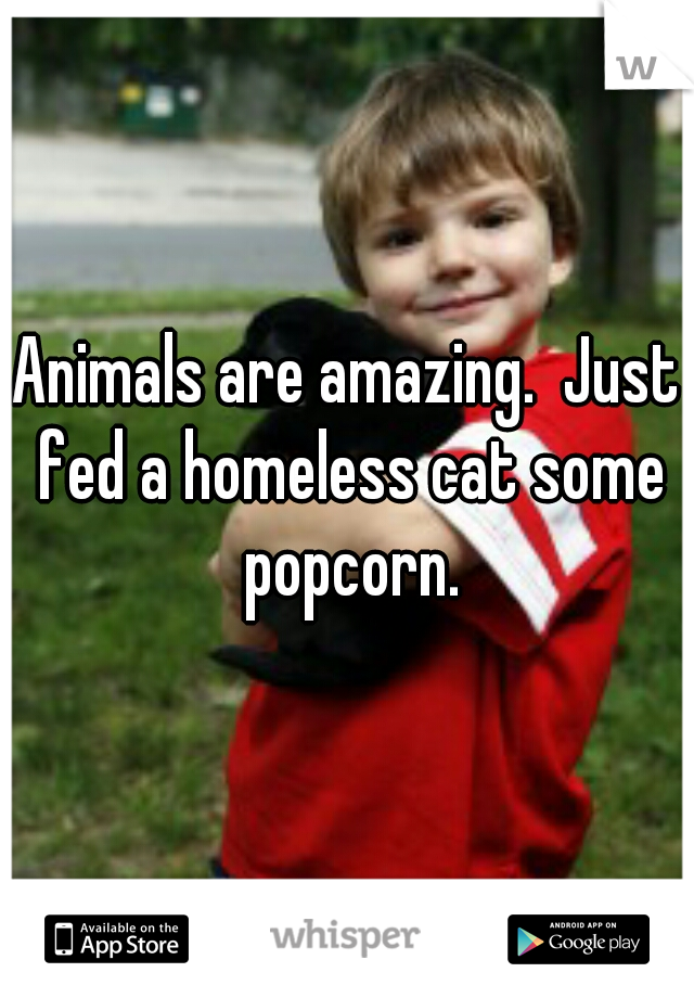 Animals are amazing.  Just fed a homeless cat some popcorn.