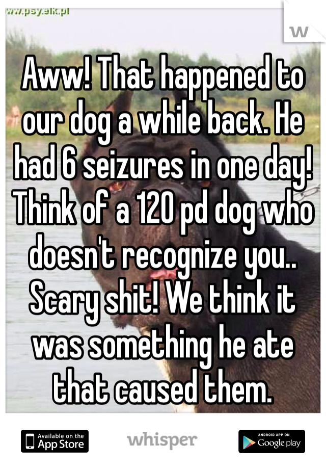 Aww! That happened to our dog a while back. He had 6 seizures in one day! Think of a 120 pd dog who doesn't recognize you.. Scary shit! We think it was something he ate that caused them. 