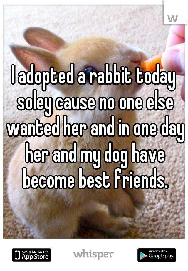 I adopted a rabbit today soley cause no one else wanted her and in one day her and my dog have become best friends.