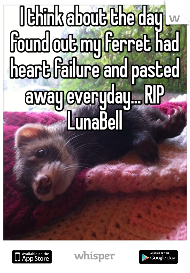 I think about the day I found out my ferret had heart failure and pasted away everyday... RIP LunaBell