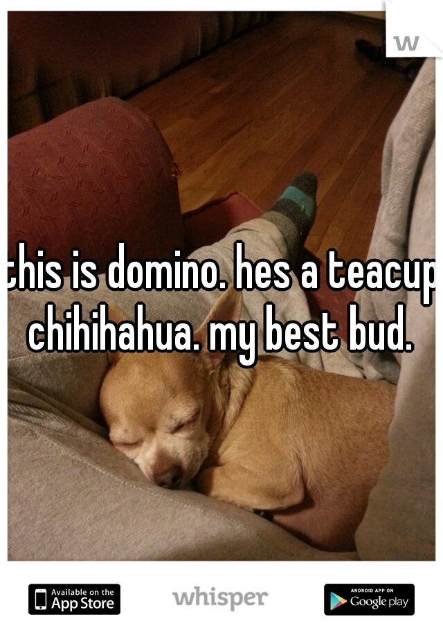 this is domino. hes a teacup chihihahua. my best bud. 
