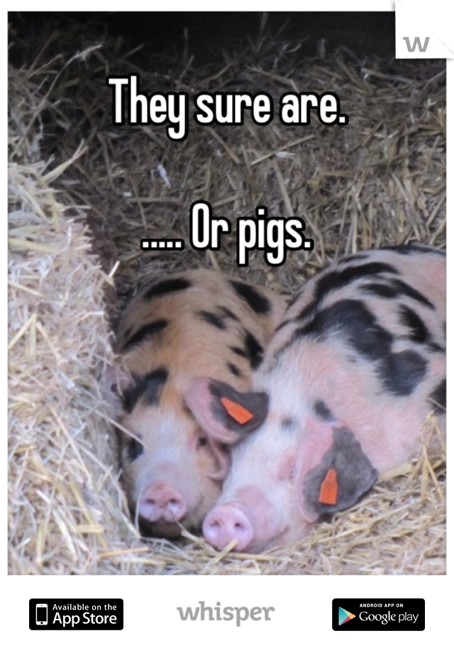 They sure are.

..... Or pigs. 
