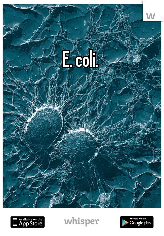E. coli. 