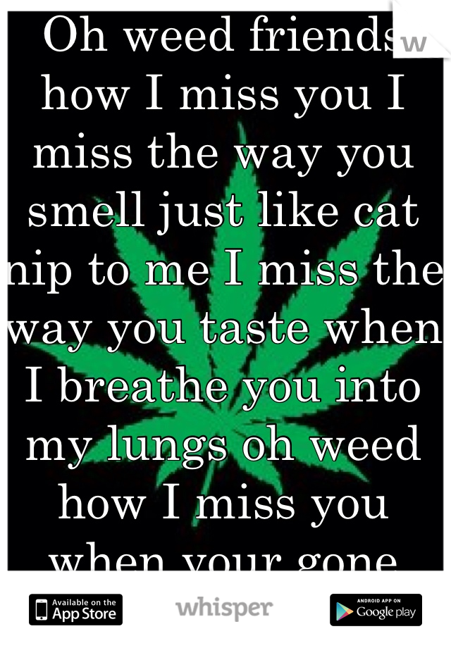 Oh weed friends how I miss you I miss the way you smell just like cat nip to me I miss the way you taste when I breathe you into my lungs oh weed how I miss you when your gone