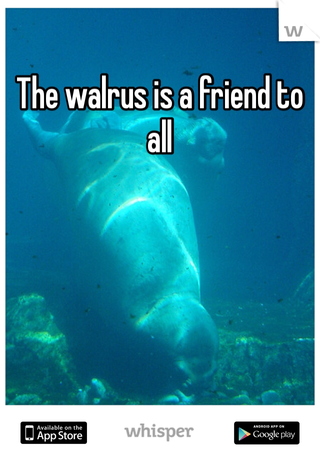 The walrus is a friend to all