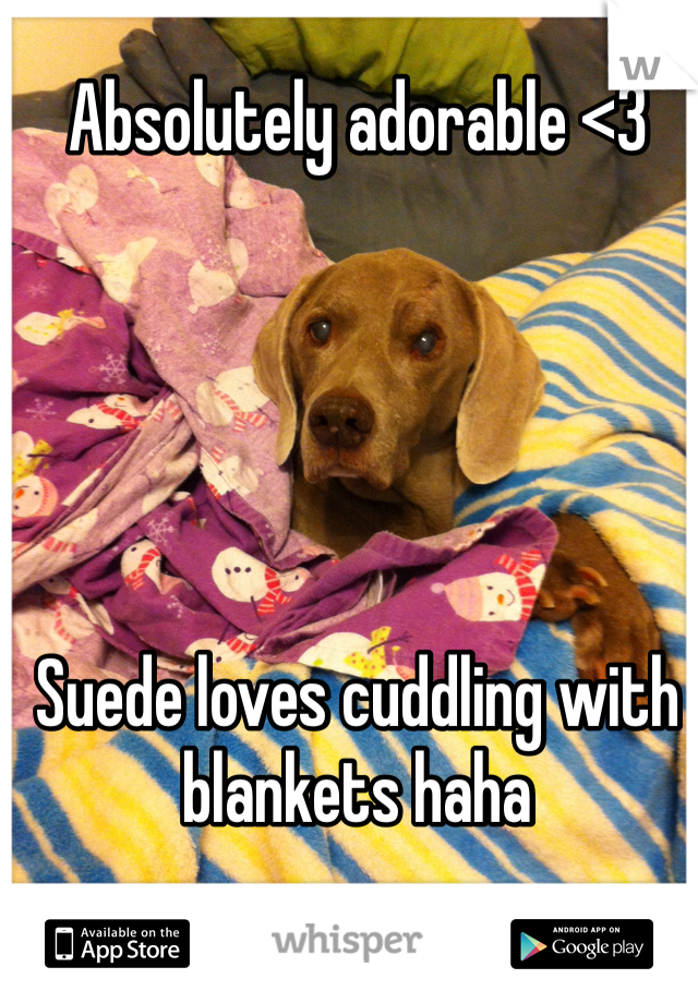 Absolutely adorable <3





Suede loves cuddling with blankets haha
