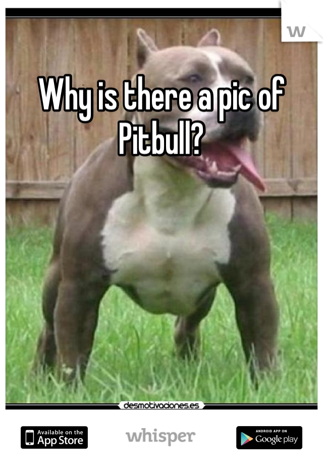 Why is there a pic of Pitbull?