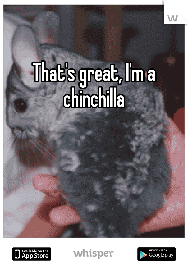 That's great, I'm a chinchilla
