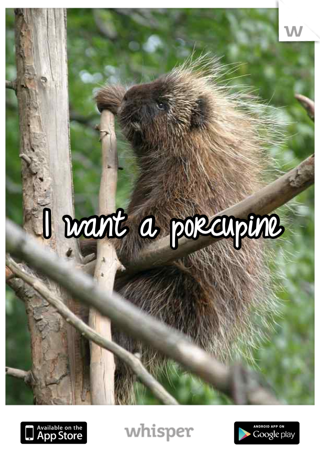 I want a porcupine 